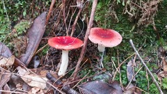 Russula persanguinea