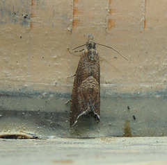 Dichrorampha acuminatana