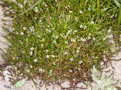 Limosella acaulis