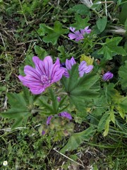 Malva sylvestris