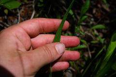 Liatris cylindracea