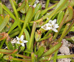 Limosella acaulis