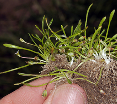 Limosella acaulis