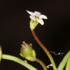 Limosella acaulis