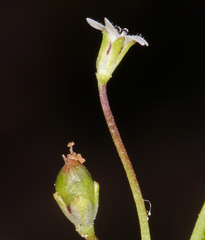 Limosella acaulis