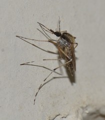 Aedes nigromaculis
