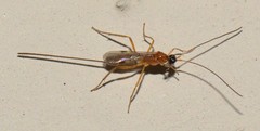 Macrocentrinae