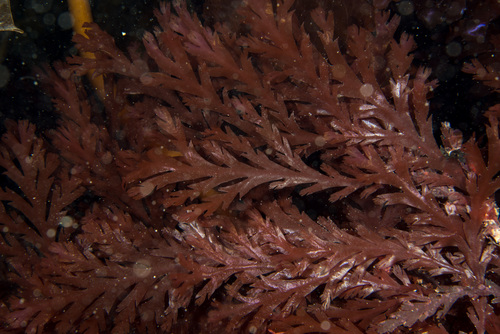Odonthalia dentata