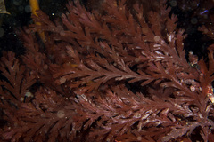 Odonthalia dentata