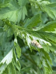 Syricoris lacunana