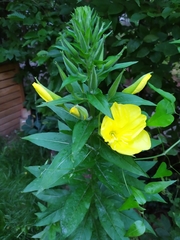 Oenothera oehlkersi