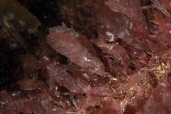 Phycodrys rubens