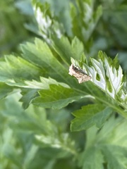 Syricoris lacunana