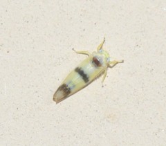 Empoa