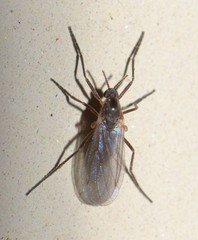 Lestremiinae