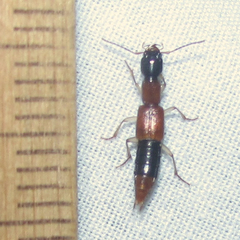 Homaeotarsus