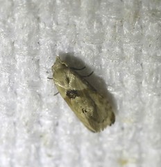 Eupoecilia acrographa