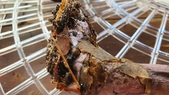 Cortinarius kioloensis