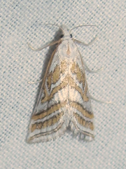 Leptosteges parthenialis