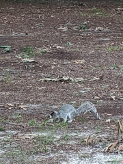 Sciurus niger niger
