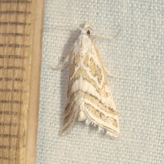 Leptosteges parthenialis
