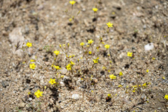 Leptosiphon chrysanthus