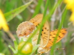 Argynnis laodice
