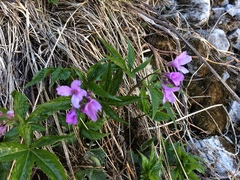 Cardamine pentaphyllos