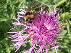 Bombus vestalis