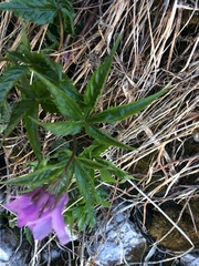 Cardamine pentaphyllos