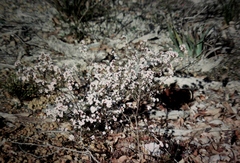 Leucopogon capitellatus