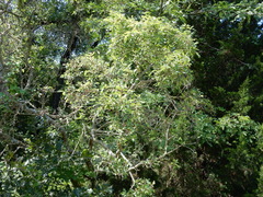 Zanthoxylum hirsutum