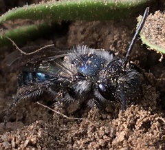Andrena cerasifolii