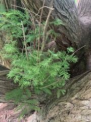 Metasequoia glyptostroboides