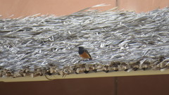 Phoenicurus ochruros phoenicuroides