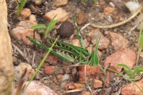 Xenotruxalis fenestrata