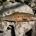 Westslope Cutthroat Trout - Photo (c) USFWS Mountain-Prairie, some rights reserved (CC BY)