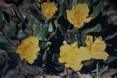 Hibbertia montana