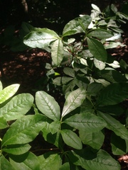 Rhododendron viscosum