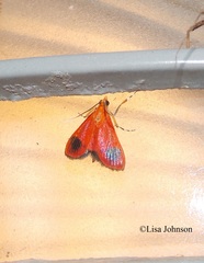 Pyrausta cardinalis