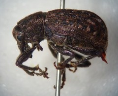 Dyslobus granicollis