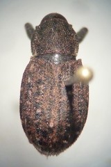 Dyslobus granicollis