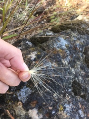 Elymus multisetus