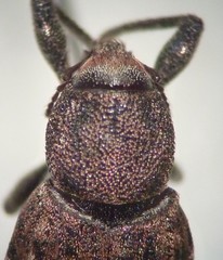 Dyslobus granicollis