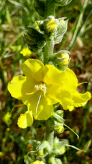Verbascum simplex