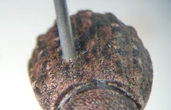 Dyslobus granicollis