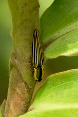 Semiotus exsolutus