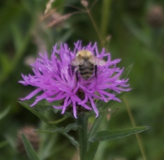 Bombus pascuorum