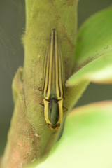 Semiotus exsolutus