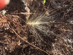 Elymus multisetus